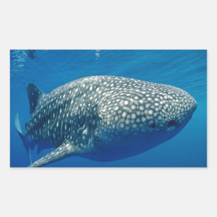 Sticker Rectangulaire Requin baleine