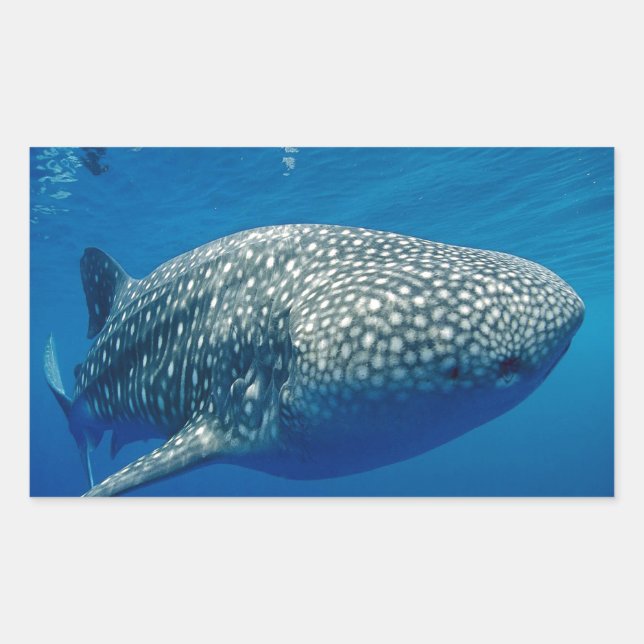 Sticker Rectangulaire Requin baleine (Devant)