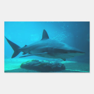 Sticker Rectangulaire Requin cendré (Carcharhinus Obscurus), Ushaka
