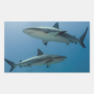 Sticker Rectangulaire Requin des Caraïbes
