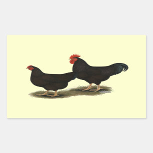 Sticker Rectangulaire Rhode Island Red Bantams