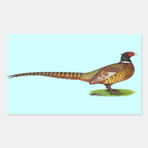 Sticker Rectangulaire Ringneck Pheasant Rooster