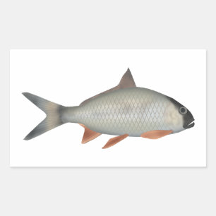 Sticker Rectangulaire Roi Poisson Assamais