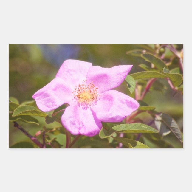 Sticker Rectangulaire Rose (Devant)