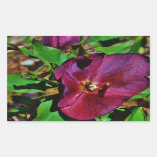 Sticker Rectangulaire Rose de carême rose Bourgogne