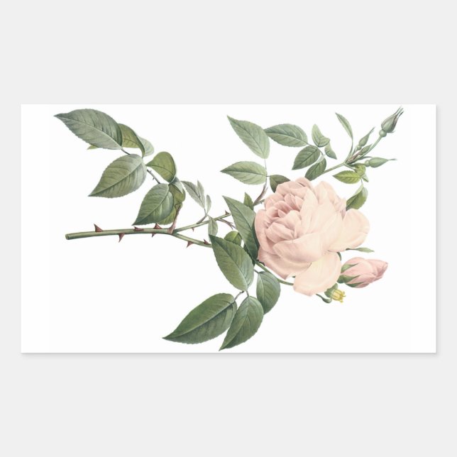Sticker Rectangulaire rose de thé parfumé par Redouté (Devant)