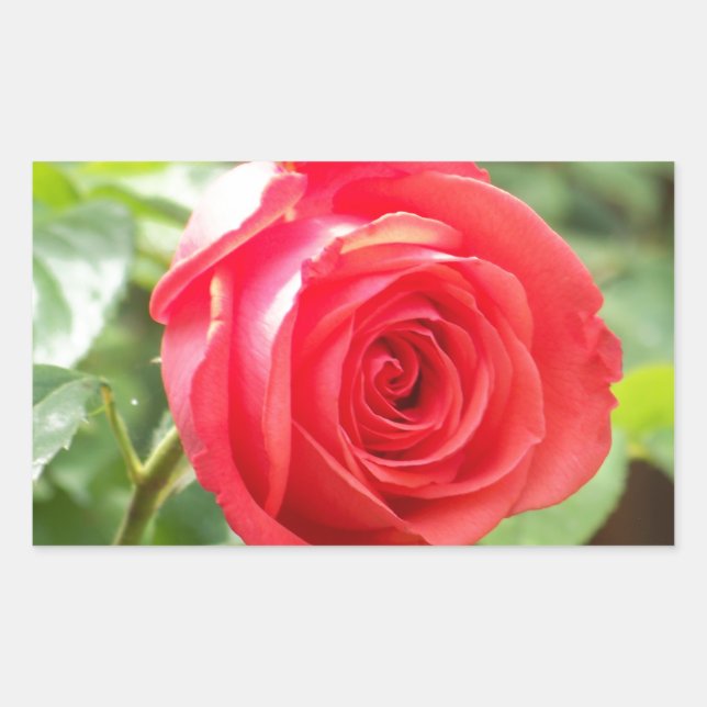 Sticker Rectangulaire Rose orange (Devant)