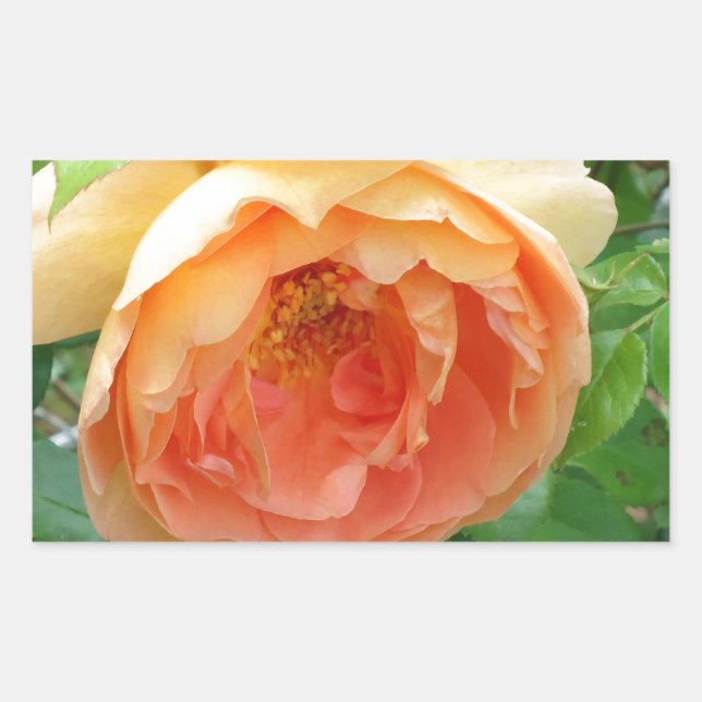 Sticker Rectangulaire Rose orange (Devant)