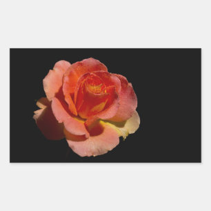 Sticker Rectangulaire Rose orange 2