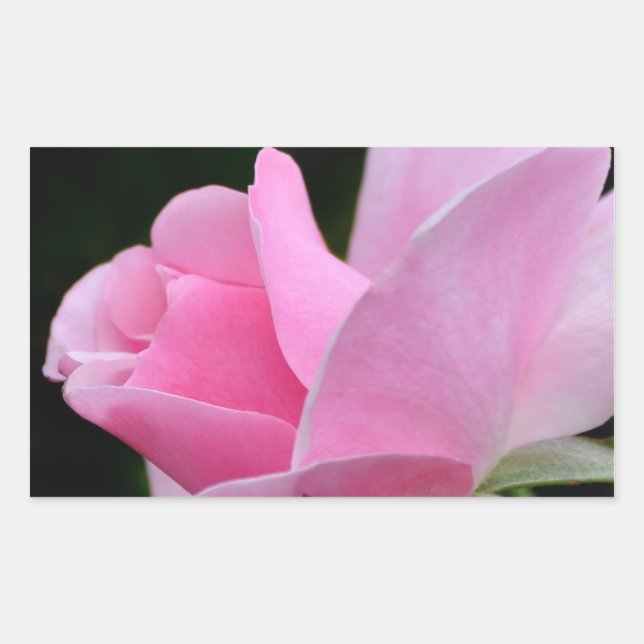 Sticker Rectangulaire Rose rose (Devant)