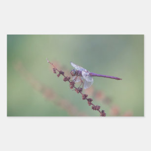 Sticker Rectangulaire Roseate Skimmer