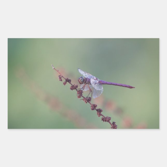 Sticker Rectangulaire Roseate Skimmer (Devant)