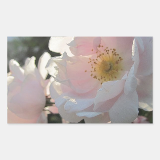 Sticker Rectangulaire Roses à l'ancienne (Devant)