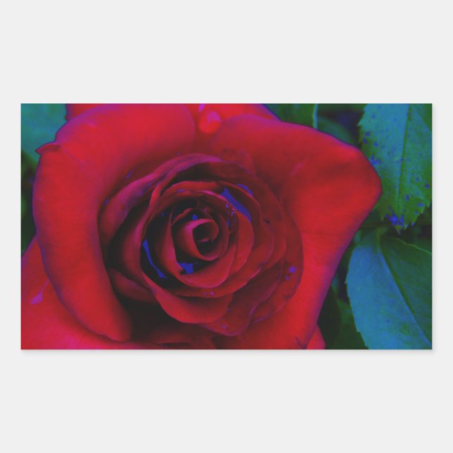 Sticker Rectangulaire Roses rouges aux tons bleus (Devant)