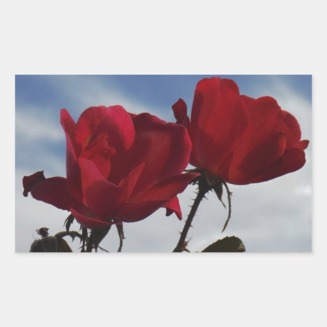 Sticker Rectangulaire Roses rouges contre un ciel bleu vif (Devant)