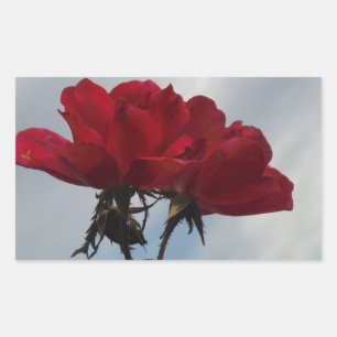 Sticker Rectangulaire Roses rouges contre un ciel bleu vif
