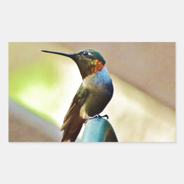 Sticker Rectangulaire Ruby perché et petit colibri vert (Devant)