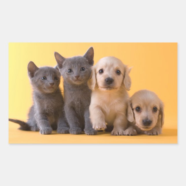 Sticker Rectangulaire Russian Blue Kittens et Dachshund (Devant)