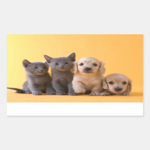 Sticker Rectangulaire Russian Blue Kittens et Dachshund