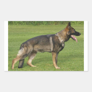 Sticker Rectangulaire Sable berger allemand complet