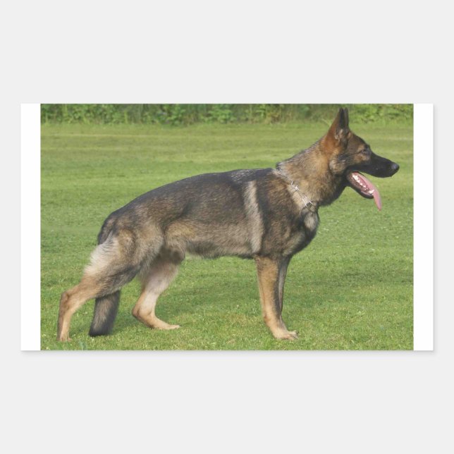 Sticker Rectangulaire Sable berger allemand complet (Devant)