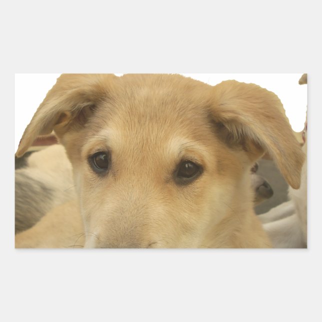 Sticker Rectangulaire Sagesse d'or : Une vision oeil de chien de l'école (Devant)