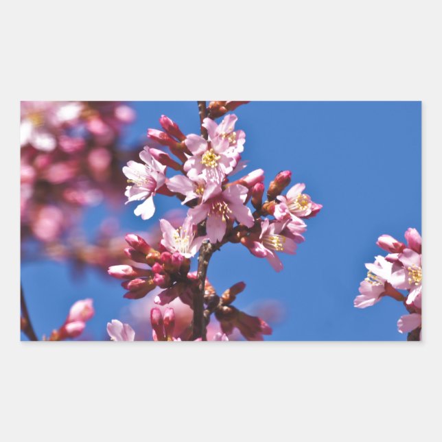 Sticker Rectangulaire Sakura Cerry Blossoms Touché Bleu (Devant)