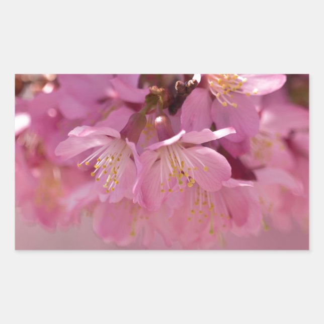 Sticker Rectangulaire Sakura Cherry Blossoms Delicate Pink Bouquet (Devant)