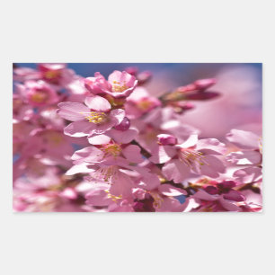 Sticker Rectangulaire Sakura Cherry Blossoms embrassés par Sunlight