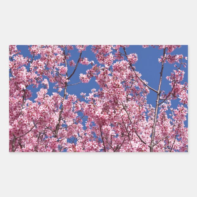 Sticker Rectangulaire Sakura Cherry Fleurit Dans Le Bleu (Devant)