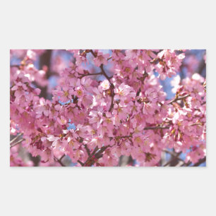 Sticker Rectangulaire Sakura Pink Cherry Blossom Sky