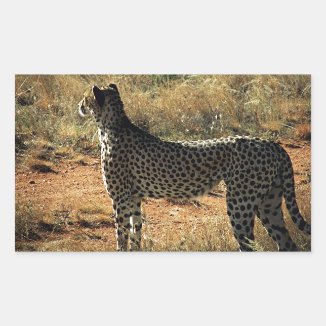 Sticker Rectangulaire Samburu Cheetah (Devant)