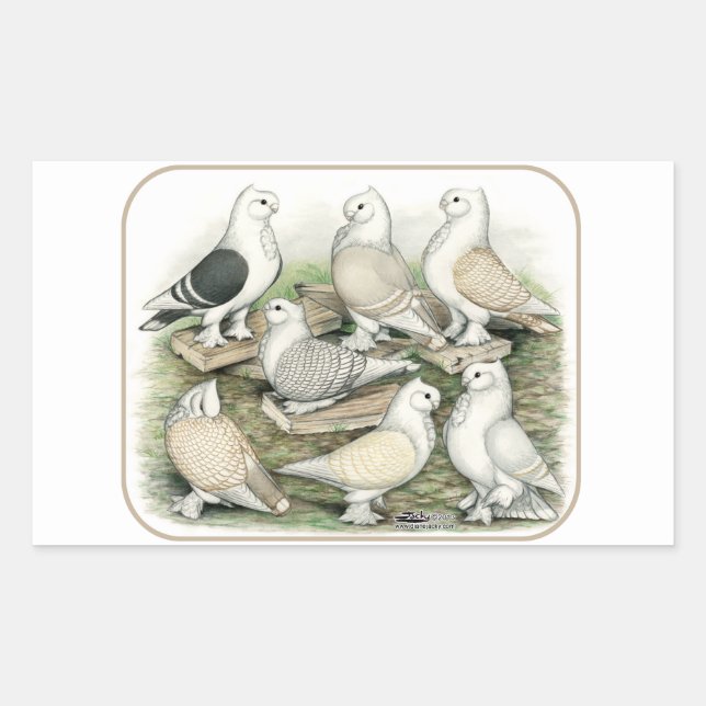 Sticker Rectangulaire Satinettes de pigeons de frill classique (Devant)