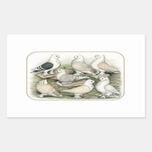 Sticker Rectangulaire Satinettes de pigeons de frill classique