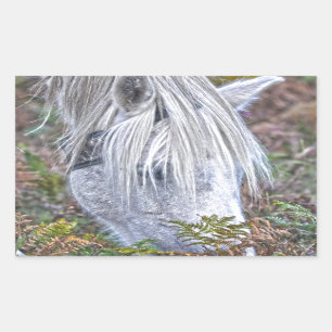 Sticker Rectangulaire Saule blanc Nouvelle Forêt Pony Pacé sur le Bracke