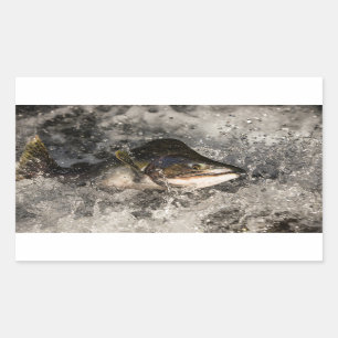 Sticker Rectangulaire Saumon de saut