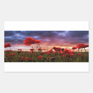 Sticker Rectangulaire Se rappeler le champ de   des pavots