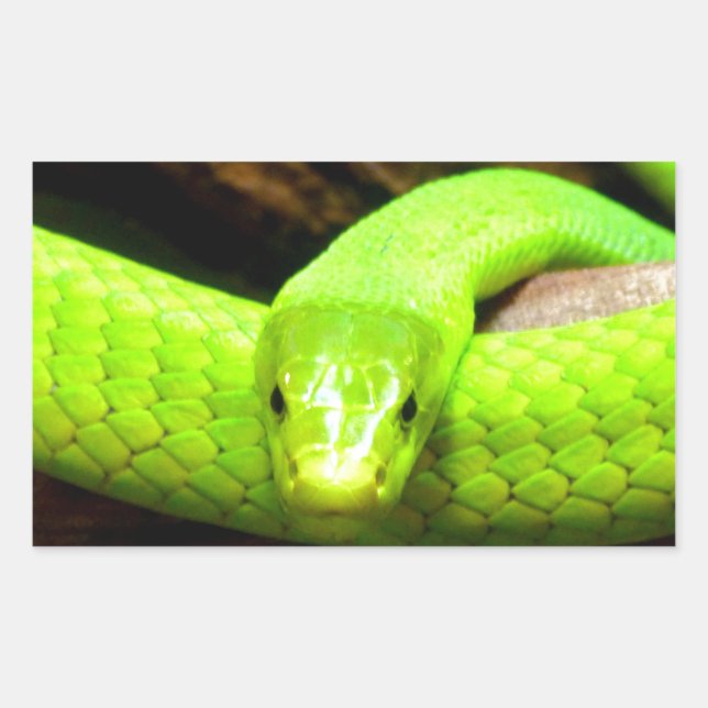 Sticker Rectangulaire serpent mamba vert Attendez l'amour en paix (Devant)