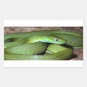 Sticker Rectangulaire Serpent vert de chat