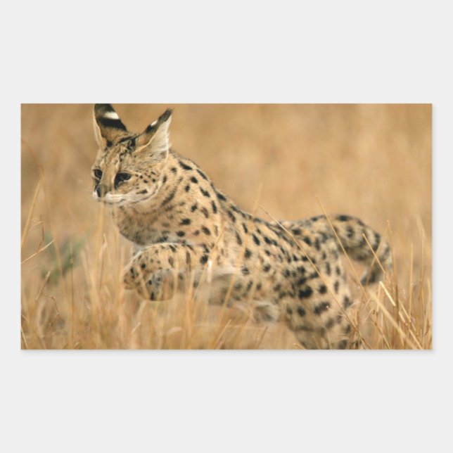 Sticker Rectangulaire Serval (Leptailurus Serval) en train de sauter (Devant)
