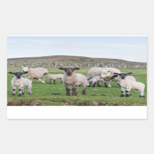 Sticker Rectangulaire Shetland Sheep