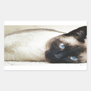 Sticker Rectangulaire Siamese Chat Pet Purr Meow Kitty Destinée Art