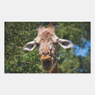 Sticker Rectangulaire Silly Giarffe