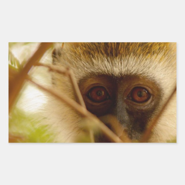 Sticker Rectangulaire Singe Cheeky. (Devant)