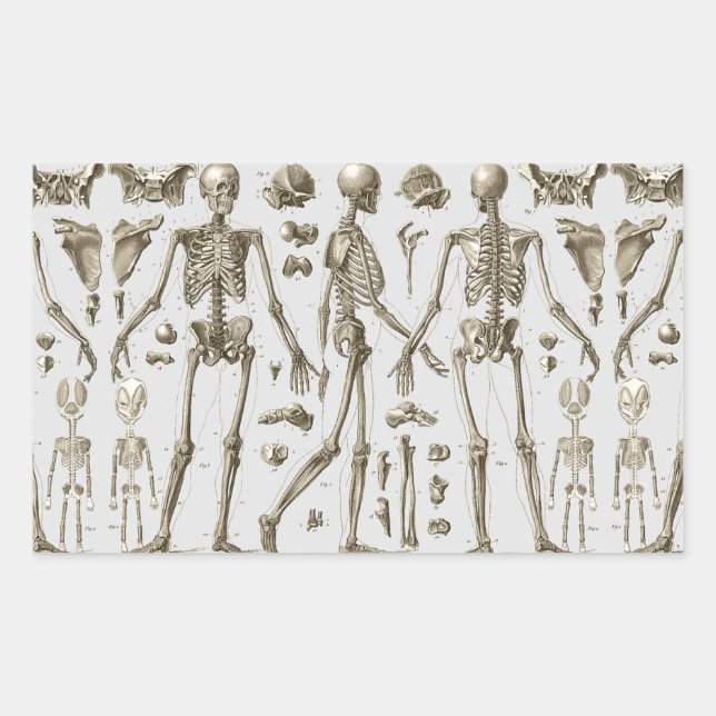 Sticker Rectangulaire Skeletons de l'Encyclopedia Brockhaus & Efron (Devant)