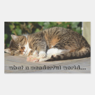 Sticker Rectangulaire Sleepy kitty