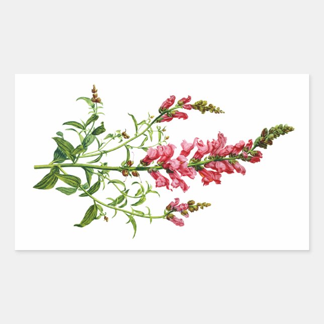 Sticker Rectangulaire Snapdragon Rose Tiré De La Nature (Devant)