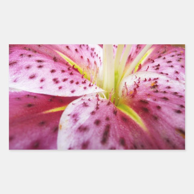 Sticker Rectangulaire Stargazer Lily brillant Magenta Floral (Devant)