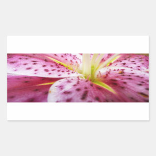 Sticker Rectangulaire Stargazer Lily brillant Magenta Floral