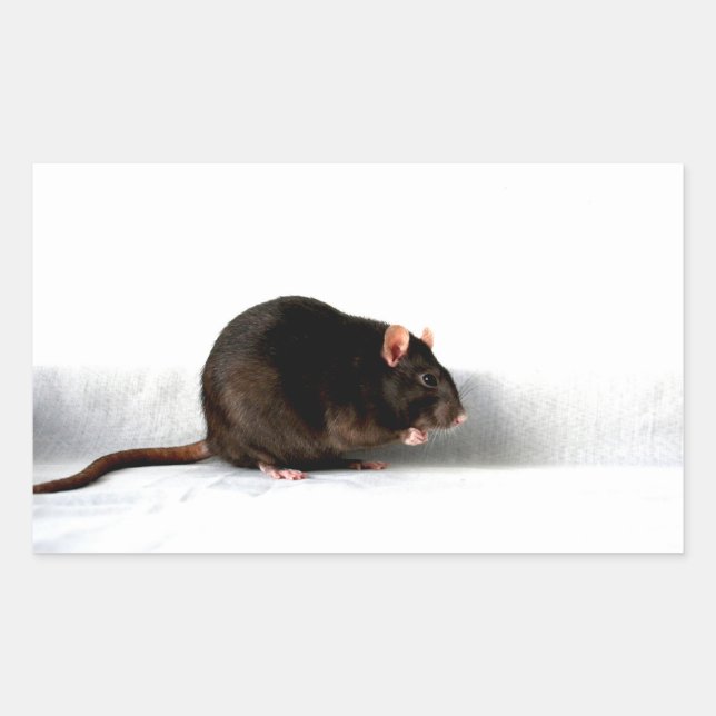 Sticker Rectangulaire Stcnm de bord (Devant)